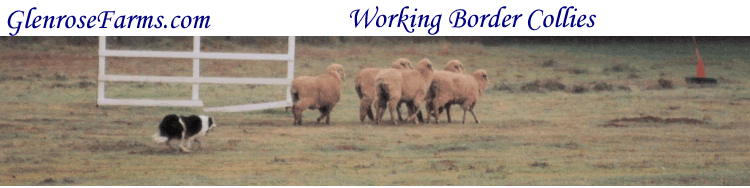 Hope working sheep. Photo courtesy of Debbie Rieter